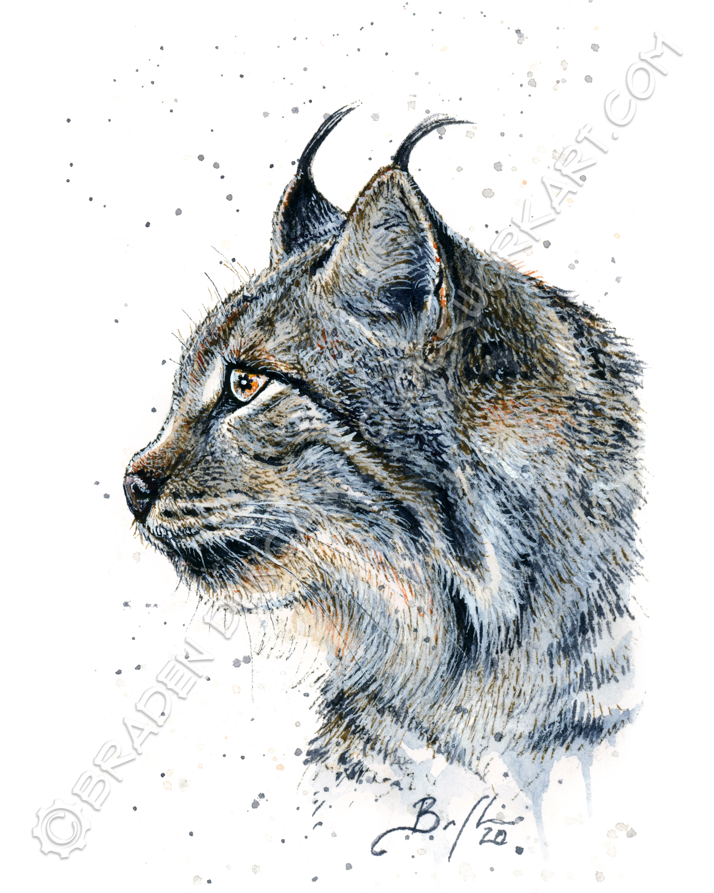 defile Mordrin Validering PRINT - Canada Lynx